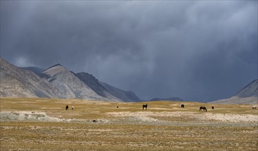 Herd of horses on a plateau, Ak Shyrak Mountains, near Kumtor, Kara-Say, Tian Shan, Kyrgyzstan,