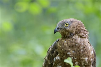 European honey buzzard (Pernis apivorus), Bavaria, Germany, Europe