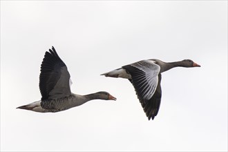 Greylag goose (Anser anser) in flight, wildlife, Germany, Europe