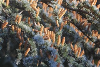 Cedar (Cedrus), North Rhine-Westphalia, Germany, Europe