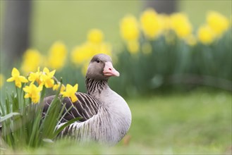 A grey goose (Anser anser) sits in the grass and looks into the distance, surrounded by daffodils,