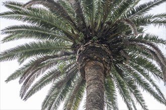 Canary Island date palm (Phoenix canariensis), Lanzarote, Canary Islands, Spain, Europe