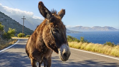 Donkey in profile with sea view and mountains in the background on a coastal road, farm animals,