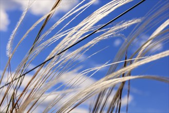 Feather grass (Stipa pennata) from below against a blue sunny sky