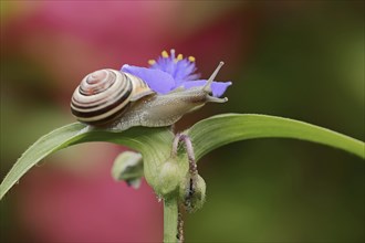 Grove snail (Cepaea nemoralis) on garden three-master flower (Tradescantia andersoniana), flower,