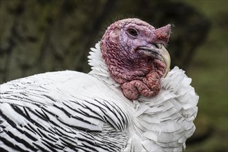 Cröllwitz turkeys (Meleagris gallopavo f. domestica), portrait, Nordhorn Zoo, Lower Saxony,