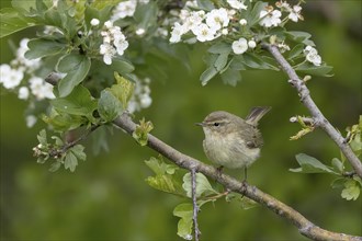 A chiffchaff is perched on a branch with white flowers