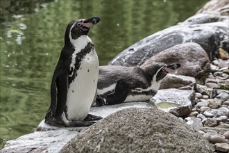 Humboldt penguins (Spheniscus humboldti), Walsrode Bird Park, Lower Saxony, Germany, Europe