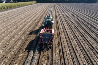 Potato harvest, so-called split harvesting method, first the tubers are taken out of the ground