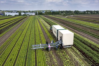 Harvesting Lollo Bianco lettuce, harvest workers cut off the lettuce heads, clean them and put them