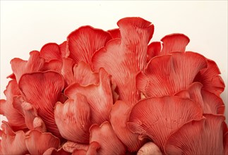 Pink oyster mushroom, bunch, close-up, raw, no people