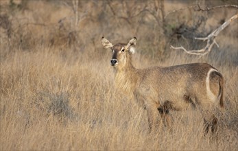 Ellipsen waterbuck (Kobus ellipsiprymnus), adult female in dry grass, Kruger National Park, South