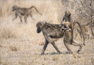 Chacma baboons (Papio ursinus), young sitting on the mother's back, foraging in dry grass, Kruger