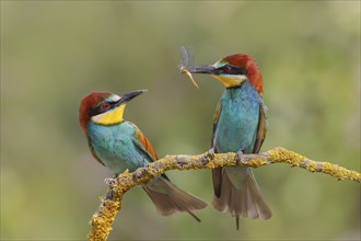 European bee-eater (Merops apiaster), adult birds sitting on a branch, pair, one bird with