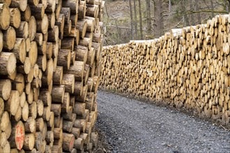 Felled, stacked spruce trunks, forest dieback in the Arnsberg Forest nature park Park, over 70 per