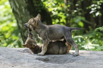 Two puppies playing on a stone in the forest, surrounded by green plants and sunlight, European