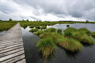 The High Fens, Brackvenn, raised bog, wooden plank hiking trail, in Wallonia, Belgium, on the