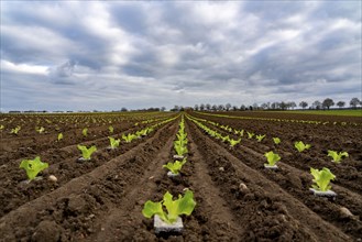 Lettuce plants, in press pots, they are planted in a field with a planting machine, agriculture,