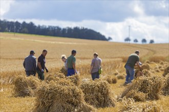 The Cunnersdorf village association presented historical harvesting techniques in agriculture,