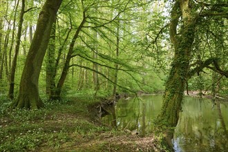 Light-flooded forest with river Kinzig, green leaves and blooming wild garlic on the forest floor