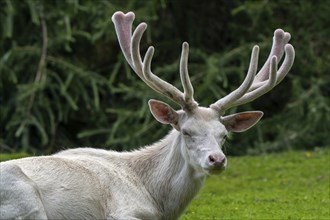 Leucistic red deer (Cervus elaphus) stag, white morph at forest edge with antlers covered in velvet