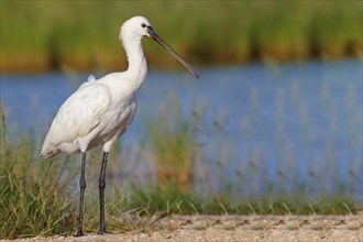 Spoonbill, (Platalea leucorodia), Floating Hide fixed, Tiszaalpar, Kiskunsagi National Park,