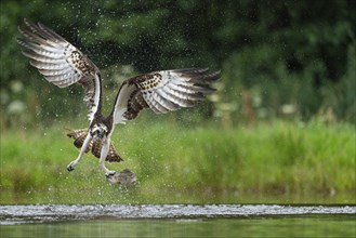 Western osprey (Pandion haliaetus) hunting with a trout, Aviemore, Scotland, Great Britain