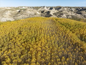 European Aspen (Populus tremula) in autumnal colours. Cultivated for timber. Aerial view. Drone