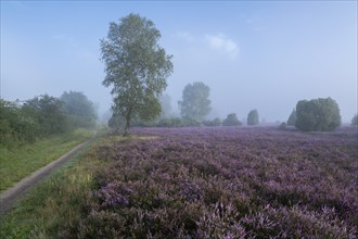 Heath landscape, flowering common heather (Calluna vulgaris), birch (Betula), path, morning mist,