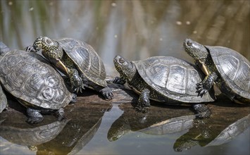 European pond turtles (Emys orbicularis), on a tree trunk, Germany, Europe