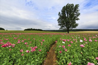 Hiking trail in an opium poppy (Papaver somniferum), solitary tree in a poppy field, pink flowers