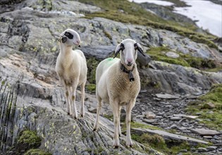 Two sheep on a mountain meadow, Berliner Höhenweg, Zillertal Alps, Tyrol, Austria, Europe