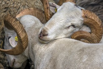 Male moorland sheep (Ovis aries) with horn, Mecklenburg-Western Pomerania, Germany, Europe