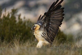 Old bearded vulture (Gypaetus barbatus), landing, Luderplatz, portrait, evening light, Catalonia,