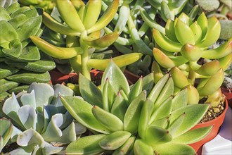 Set of beautiful little plant, succulent in a small plastic flower pot