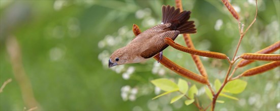 African Silverbill, (Lonchura cantans), on perch, Ayn Tobroq and Ayn Athum junction, Salalah,