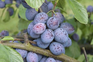 Plum (Prunus domestica 'Hanita'), Bundessortenamt Prüfstelle Marquardt, Marquardt, 81