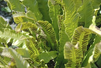 Hart's-tongue (Asplenium scolopendrium), Botanic Garden, Berlin, 81