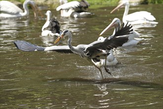 Grey heron (Ardea cinerea) snatching fish from australian pelicans (Pelecanus conspicillatus),