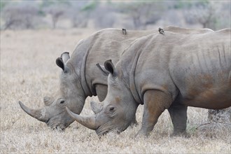 Southern white rhinoceroses (Ceratotherium simum simum), two adult males feeding on dry grass, with