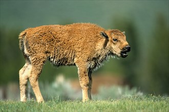 Bison, young animal, (Bison bison), Buffalo, Wyoming, Colorado, USA, North America