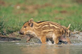 Wild boar (Sus scrofa), Schleswig-Holstein, Federal Republic of Germany