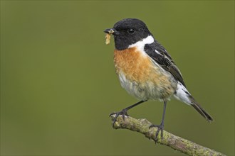 Stonechat, (Saxicola torquata), foraging, male, Bad Dürkheim district, Eich, Rhineland-Palatinate,