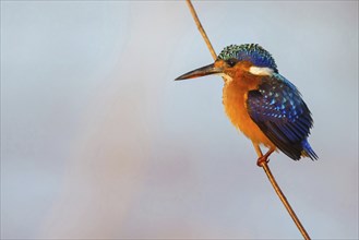 Crested Kingfisher, Corythohrnis cristatus, (Alcedo cristata), Kingfisher family, Malachite