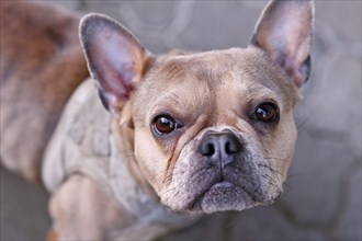 Portrait of Blue Red Sable Maskless French Bulldog dog