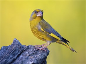 Greenfinch, Greenfinch, European Greenfinch, Western Greenfinch, Carduelis chloris, (Chloris