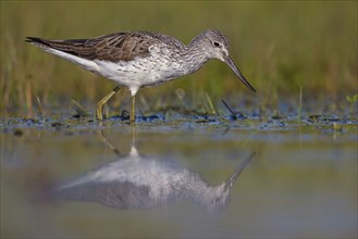 Common greenshank (Tringa nebularia) Chevalier aboyeur, Archibebe Claro, Offstein sewage ponds,