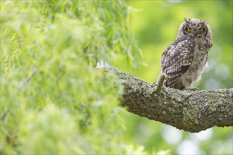 Spotted eagle-owl (Bubo africanus), Grand-duc africain, Wakkerstrom surroundings, Wakkerstrom,