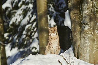 Eurasian lynx (Lynx lynx) in winter, captive, Bavarian Forest National Park, Bavaria, Germany,