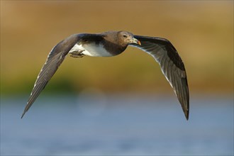 Hemprich's Gull, (Larus hemprichii), medium sized, rusty brown, flight photo, Raysut, Salalah,